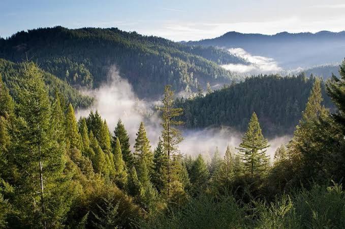 Mystic Forest View Kasauli I Serviced Villa I Best Seller I Vacations I Family Events I Open Air Lawn I Sky Bonfire I Kasauli By Exotic Stays Exterior photo